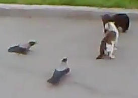 鳩2羽と猫2匹の喧嘩