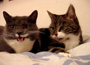 2匹で何かを話し合うように鳴く猫達