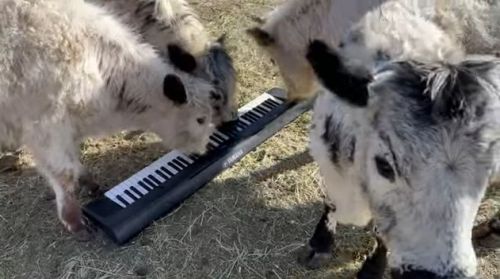 電子キーボードを弾く牛