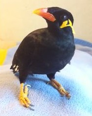 九官鳥のアベちゃんと会話が成立した