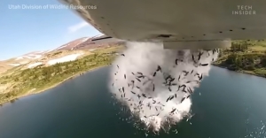 アメリカでは湖に魚を撒いて生態系を維持している