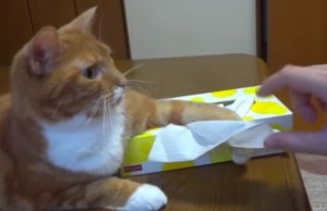 ティッシュを使うのが許せない猫