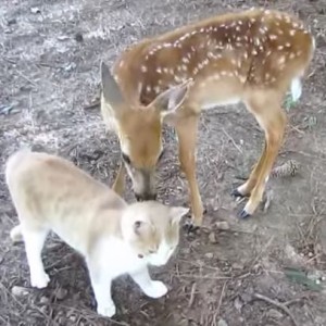 保護された子鹿と仲良くなった猫