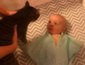 猫が大好きすぎる赤ちゃん
