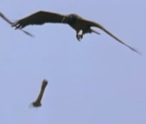 鷲が落とした亀が当たって死んだ人がいる