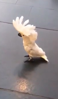 犬の鳴き声を真似るオウム