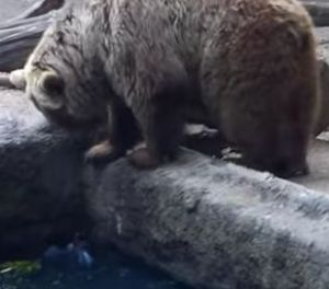 水に溺れているカラスを助けた熊