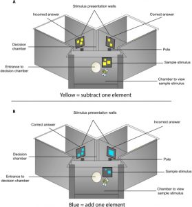蜂は足し算や引き算ができる