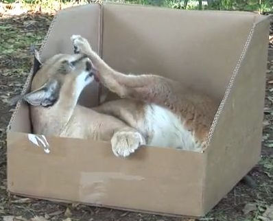 猫科の動物に段ボール箱を与えてみた