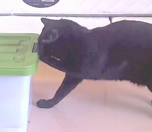 ロックボックスを自力で開ける猫
