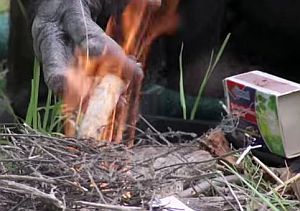 まるで人間のようにボノボがマッチで火をおこしてマシュマロを焼いて食べる