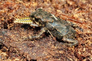 カエルにわざと食われて体内からカエルを食べる昆虫