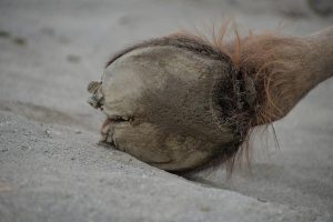 ラクダの足の裏