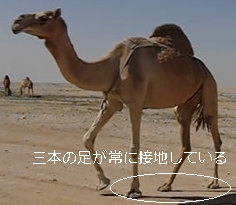 ラクダは常に三本足が接地している