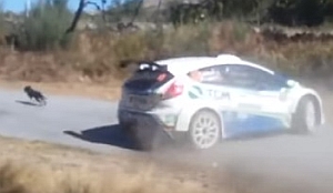 子犬を助ける為に3度目の優勝を逃したレーサー