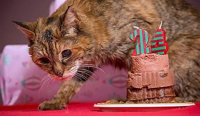 世界最長寿猫としてギネスブックに載った24歳の雌猫