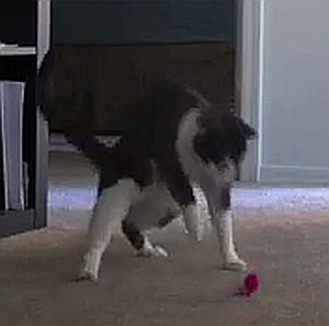 ギターにビビる猫とおもちゃ