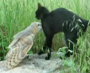 フクロウと仲が良すぎる猫