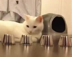 カップ&ボールを正答する賢い猫の動画