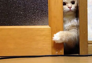 ドアを開けようと頑張る猫が最後に助けを訴えるのが可愛すぎ