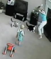 幼児がガラスを割った音を聞きつけてベビーシッターを攻撃する猫