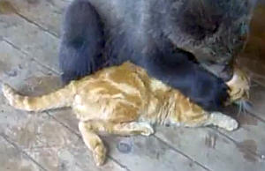 猫を可愛がって怒られる小熊
