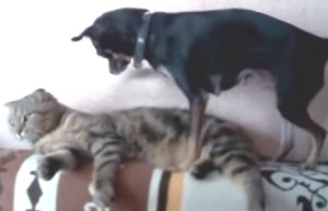 犬に背中を掻かせる猫