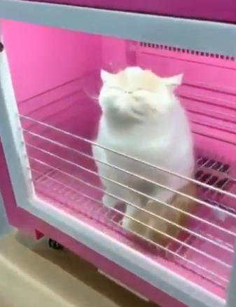 猫はペット用ボックスドライヤーを嫌がらない