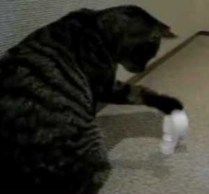 キャップタワー積み上げを阻止する猫