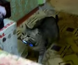 携帯電話が鳴ると持ってくる猫
