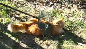 熊手で猫をブラッシング