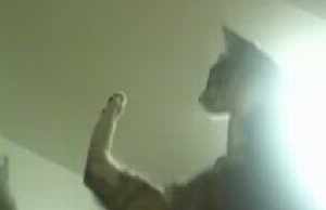 猫に天井の蝿を捕獲させる