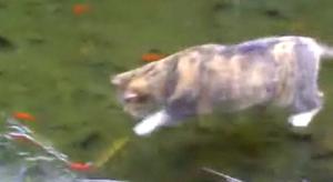 氷の下の魚を追っかける猫