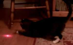 頭に付けたレーザーポインターを追い続ける猫