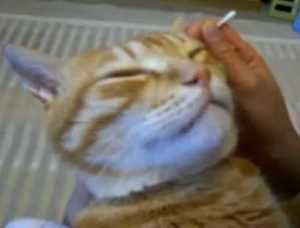 耳かきされるがままな猫