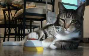 ベルを鳴らして餌を要求するものぐさ猫