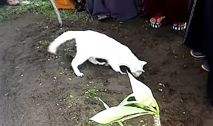 飼い主が埋葬された墓を掘り起こそうとする猫