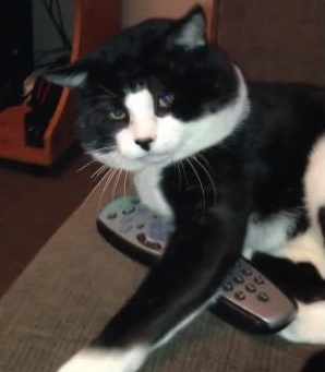 このリモコンは渡さない！と猫パンチで応酬する猫