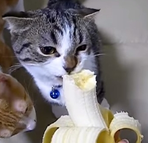 バナナを食べる猫