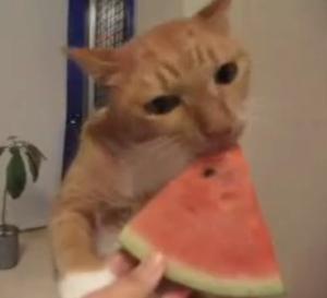 スイカを食べる猫