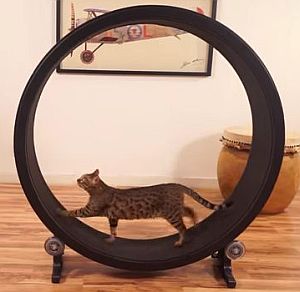 格安で作った猫の回し車One Fast Cat