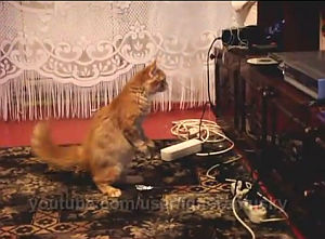 ブルーレイのトレイと戦う猫