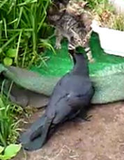 子猫と戦うカラス