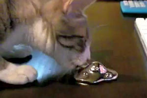 はぐれメタルと戦う猫