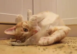 キャットニップを自力で探して酔う猫