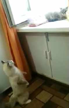 窓際に登ろうとした猫が先客猫に激怒される