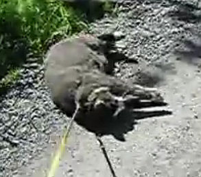 散歩が嫌いな猫