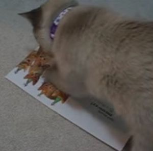 猫の鳴き声付きメッセージカードが気になる猫