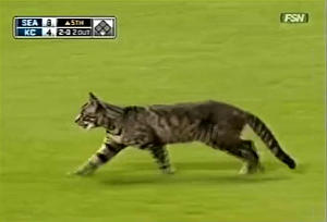野球の試合中に黒トラ猫が乱入