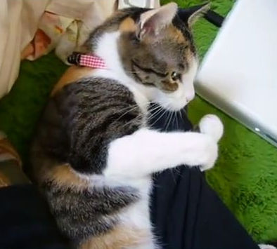 腕にしがみついて離れないで甘えまくる猫がカワイイ